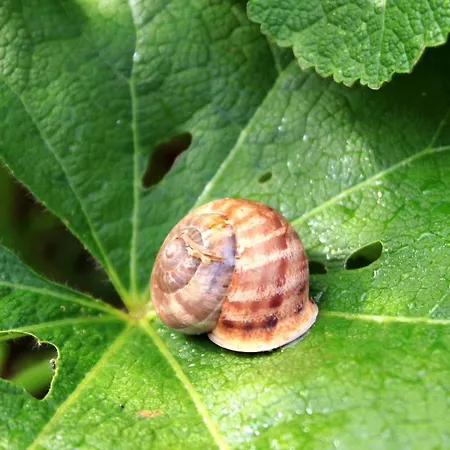 Lägenhet Basina 625c *